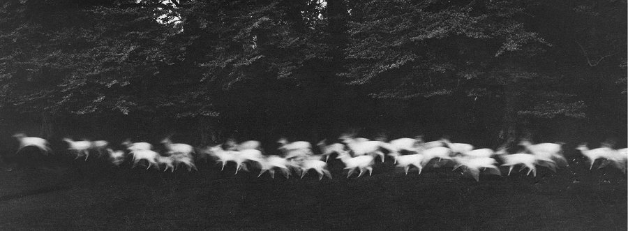 Paul Caponigro, Running Whiter Deer, gelatin silver print, 1967