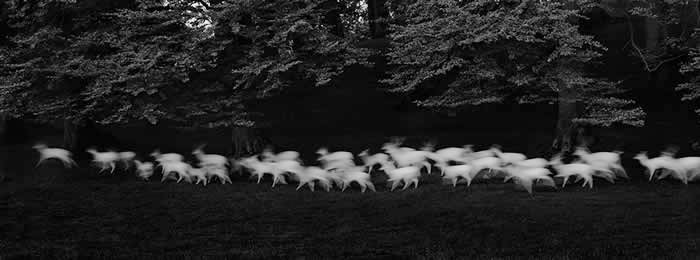 Running White Deer